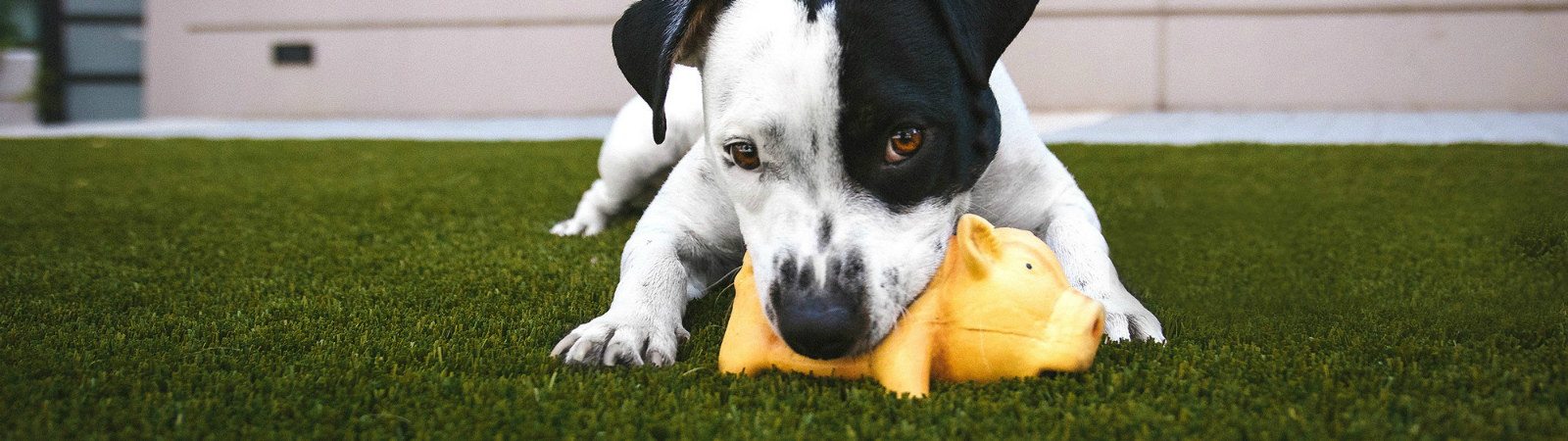 We promise to leave your residential nice and neat. Picture of a black and white dog chewing a yellow cow toy on a nice clean lawn.